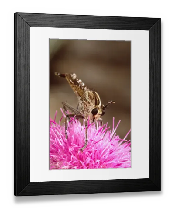 Framed Print : Robber Fly Efferia Sp Southern Texas Framed Print : Robber Fly Efferia Sp Southern Texas
