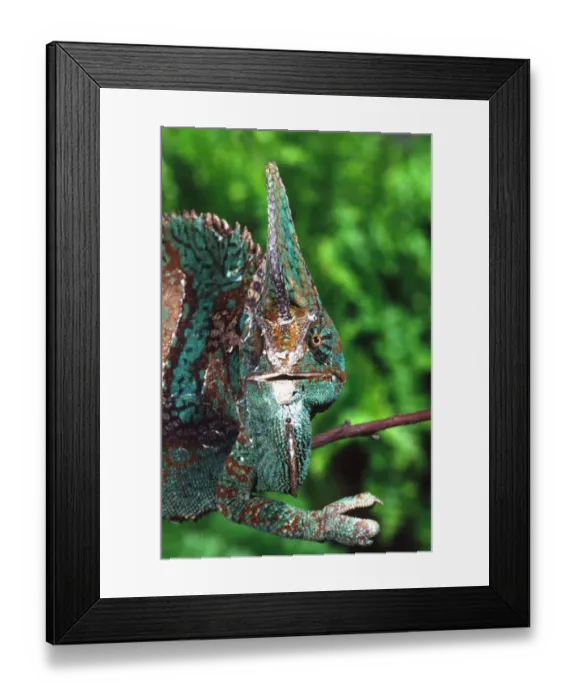 Framed Print : Veiled Chameleon (Male) Chamaeleo calyptratus Native to Yemen Framed Print : Veiled Chameleon (Male) Chamaeleo calyptratus Native to Yemen