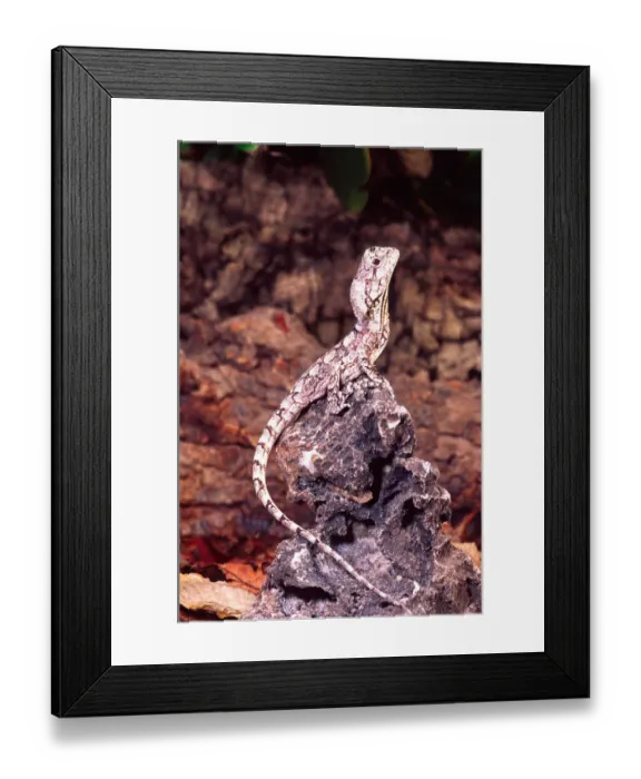 Framed Print : Frilled Lizard (Juvenile) Chlamydosaurus kingii Native to New Guinea Framed Print : Frilled Lizard (Juvenile) Chlamydosaurus kingii Native to New Guinea