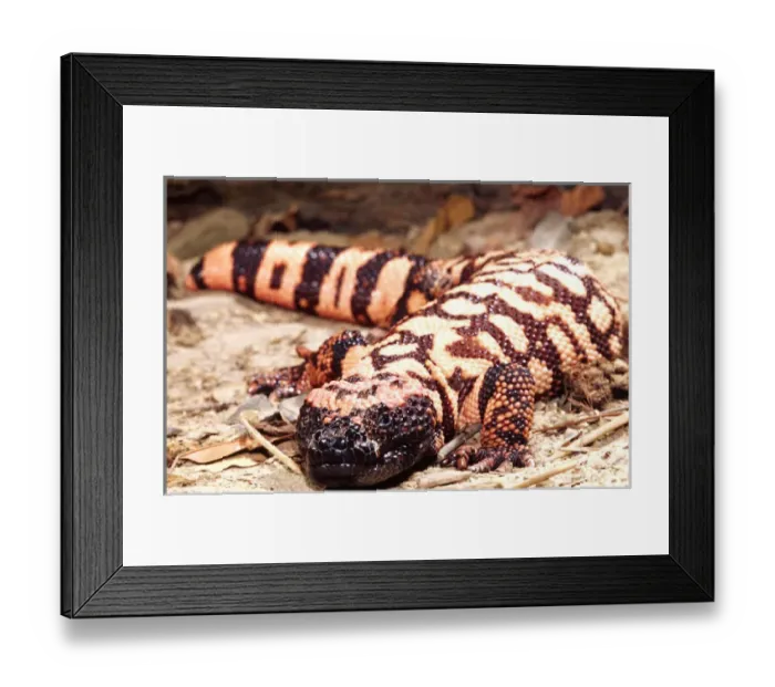 Framed Print : Gila Monster Heloderma suspectum Native to South Western US Framed Print : Gila Monster Heloderma suspectum Native to South Western US