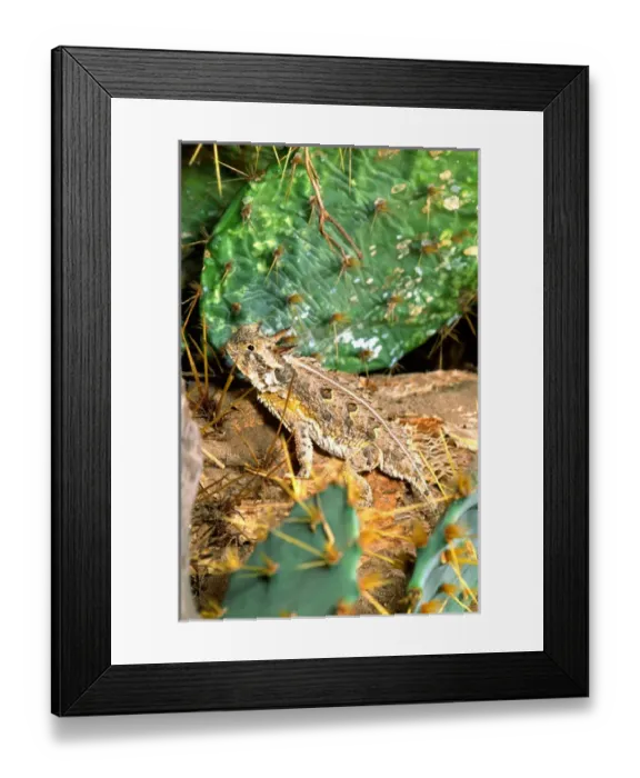 Framed Print : Texas Horned Lizard Phrynosoma cornutum Southern Texas Framed Print : Texas Horned Lizard Phrynosoma cornutum Southern Texas