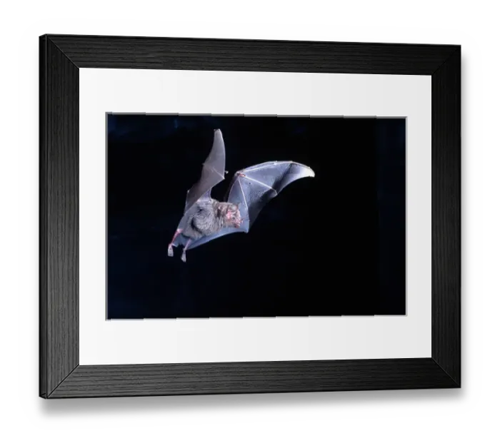 Framed Print : Leaf-nosed Fruit Bat in Flight Carollia perspicillata Native to South America Framed Print : Leaf-nosed Fruit Bat in Flight Carollia perspicillata Native to South America