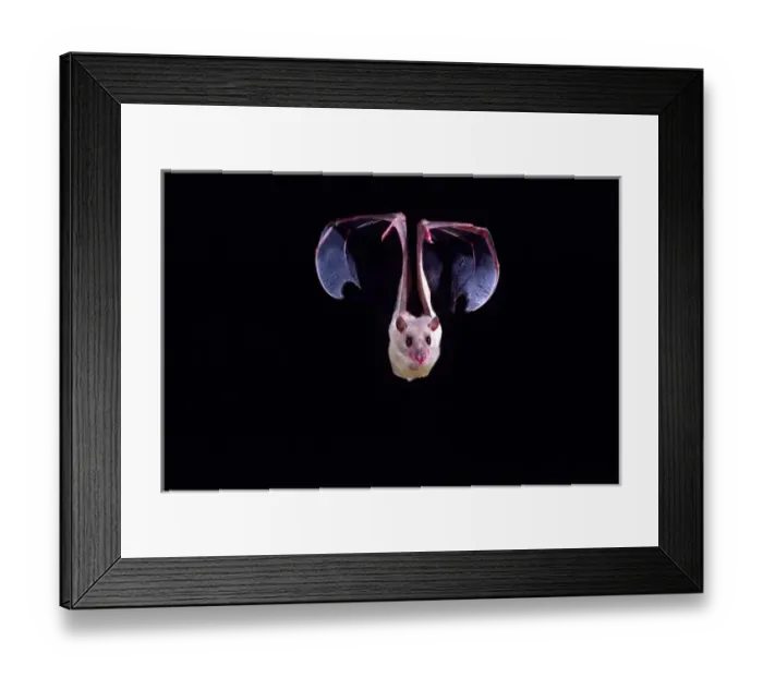 Framed Print : Nile Rousette Fruit Bat in Flight Rousettus aegypticus Native to Egypt Captive Framed Print : Nile Rousette Fruit Bat in Flight Rousettus aegypticus Native to Egypt Captive