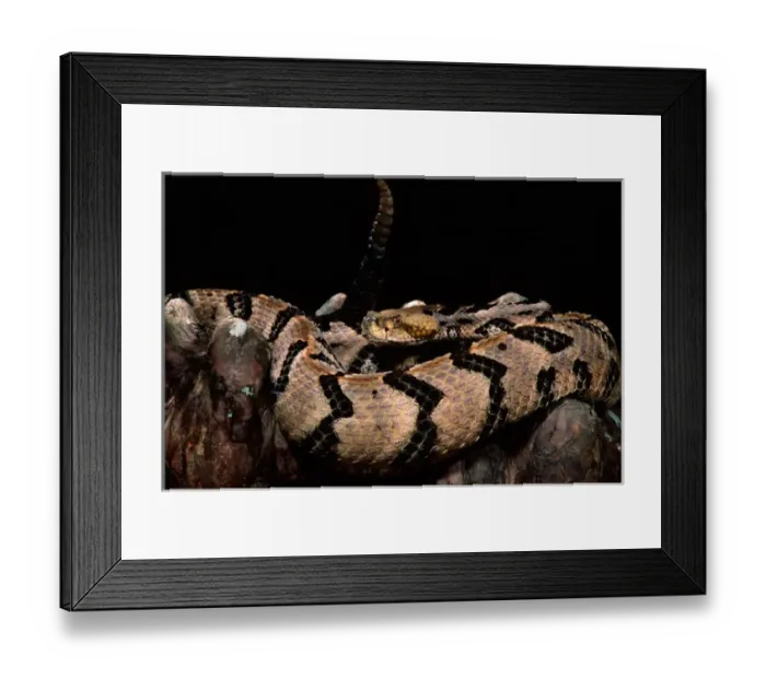 Framed Print : Canebrake Timber Rattlesnake Crotalus horridus atricaudatus Native to Eastern US Framed Print : Canebrake Timber Rattlesnake Crotalus horridus atricaudatus Native to Eastern US