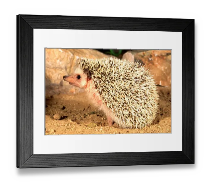Framed Print : African Hedgehog Erinaceus sp Native to Africa, Captive Framed Print : African Hedgehog Erinaceus sp Native to Africa, Captive