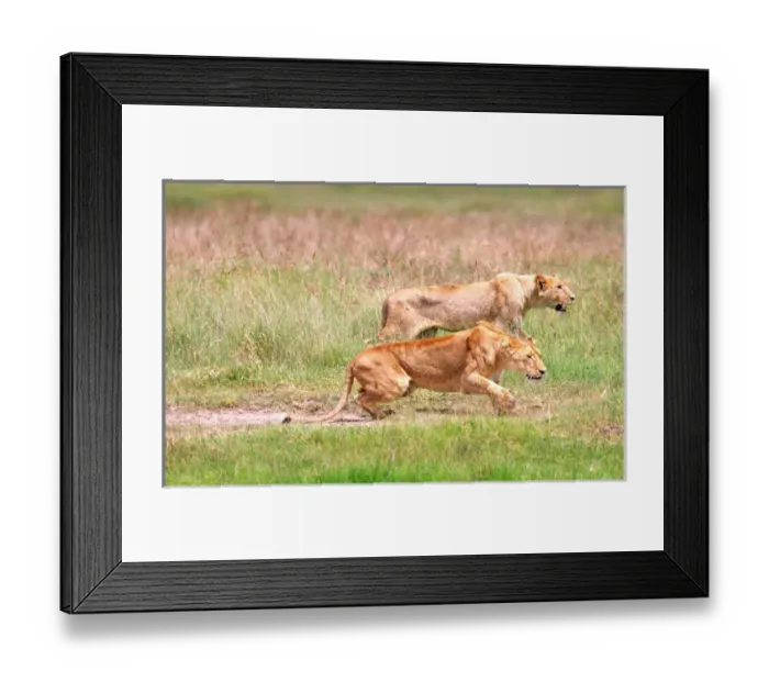 Framed Print : Female African Lions stalking prey Panthera leo Tanzania, Africa 2005