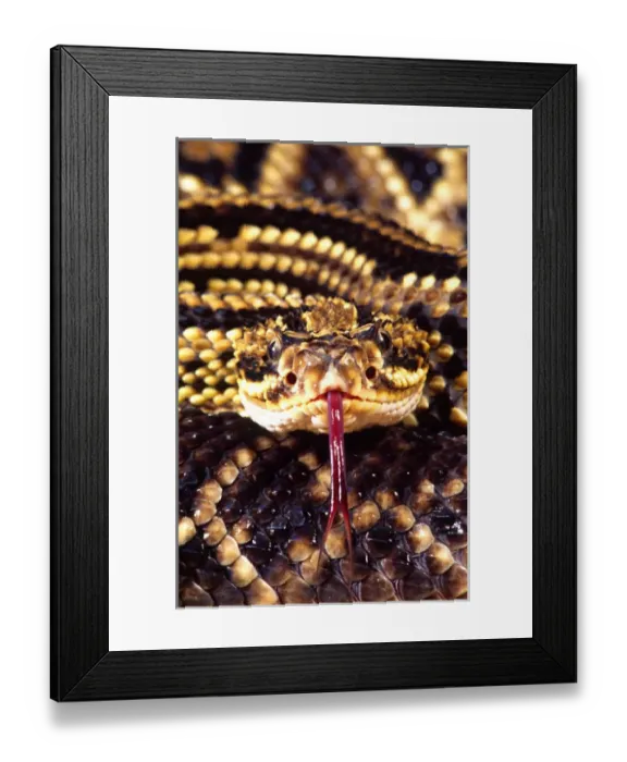 Framed Print : Brazilian Rattlesnake Crotalus durissus dryinus Native to Guyana, Ssurinam, Brazil Framed Print : Brazilian Rattlesnake Crotalus durissus dryinus Native to Guyana, Ssurinam, Brazil