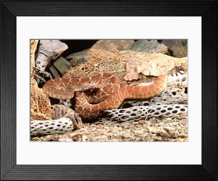 Framed Print : Red Diamond Rattlesnake Crotalus ruber Native to Southern California Framed Print : Red Diamond Rattlesnake Crotalus ruber Native to Southern California