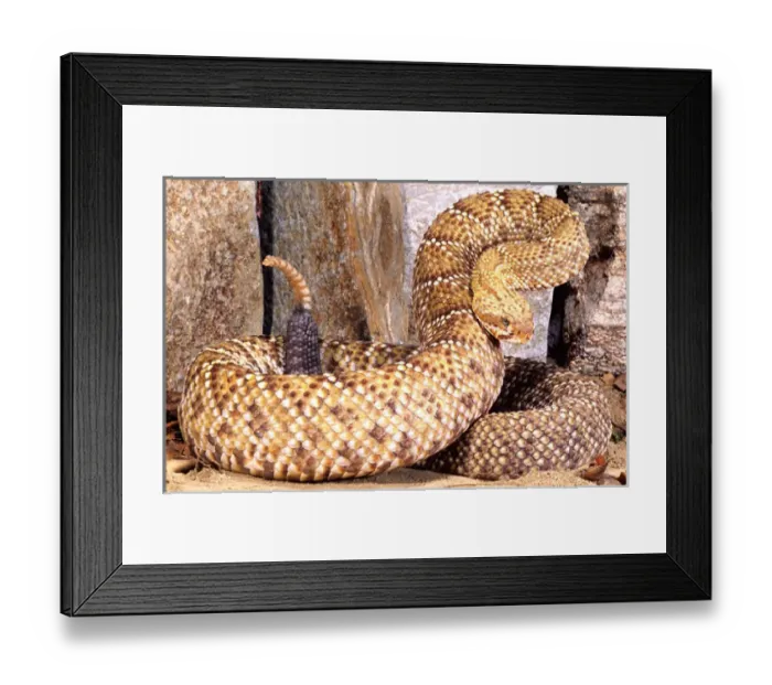 Framed Print : Mexican West Coast Rattlesnake Crotalus basiliscus Native to Western Mexico Framed Print : Mexican West Coast Rattlesnake Crotalus basiliscus Native to Western Mexico