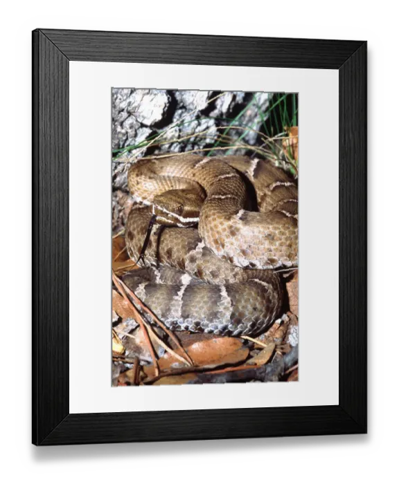 Framed Print : Ridge-nosed Rattlesnake Crotalus willardi willardi South Eastern Arizona (Wild) Framed Print : Ridge-nosed Rattlesnake Crotalus willardi willardi South Eastern Arizona (Wild)