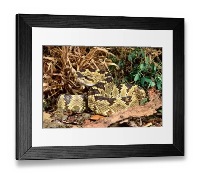 Framed Print : Northern Black-tailed Rattlesnake Crotalus molossus Native to Arizona Framed Print : Northern Black-tailed Rattlesnake Crotalus molossus Native to Arizona