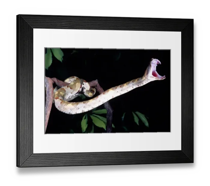 Framed Print : Borneo Eyelash Viper Trimersurus borneensis Native to Borneo & Indonesia Framed Print : Borneo Eyelash Viper Trimersurus borneensis Native to Borneo & Indonesia