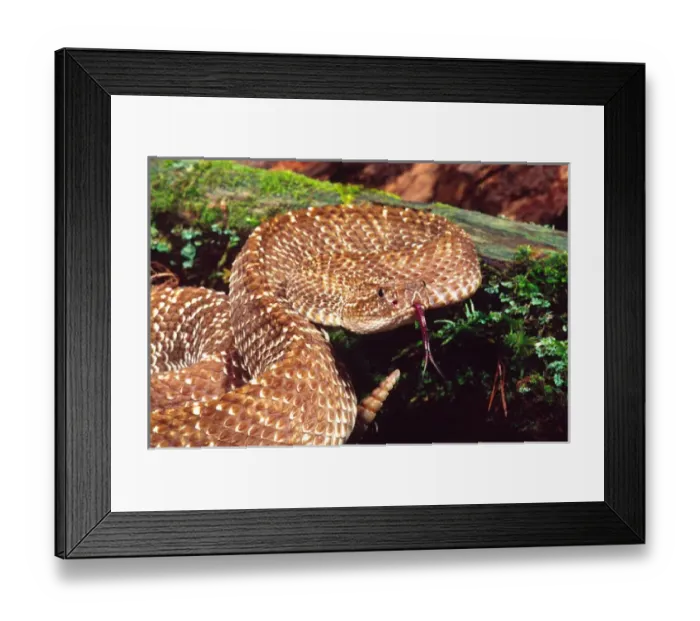 Framed Print : Uracoan Rattkesnake Crotalus vegrandis Native to Venezuela Framed Print : Uracoan Rattkesnake Crotalus vegrandis Native to Venezuela