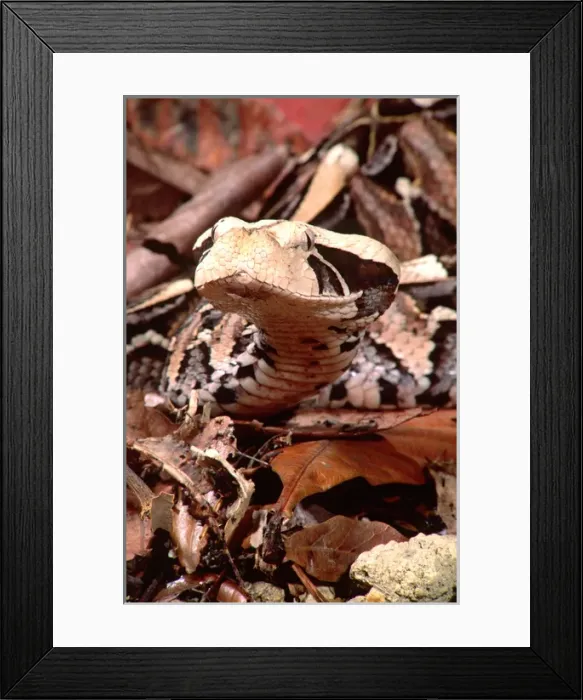 Framed Print : East African Gaboon Viper Portrait Bitis gabonica Native to Eastern Africa Framed Print : East African Gaboon Viper Portrait Bitis gabonica Native to Eastern Africa