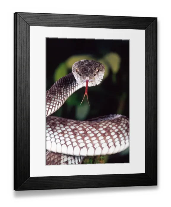 Framed Print : Mangrove Pit Viper Trimeresurus purpureomaculatus Native to Eastern India