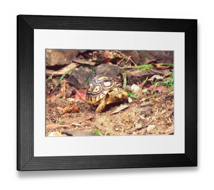 Framed Print : Leopard Tortoise Hatchling Geochelone pardalis Native to South Western Africa Framed Print : Leopard Tortoise Hatchling Geochelone pardalis Native to South Western Africa