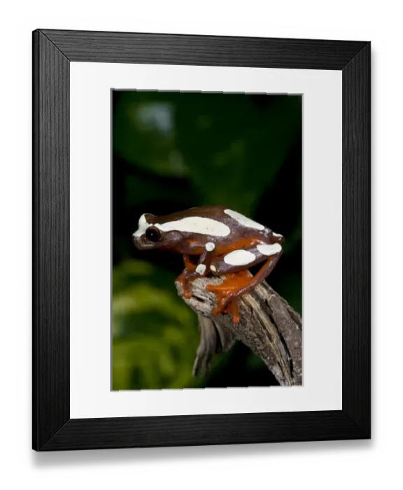 Framed Print : Clown Treefrog Hyla leucophylatta Native to Surinam Framed Print : Clown Treefrog Hyla leucophylatta Native to Surinam