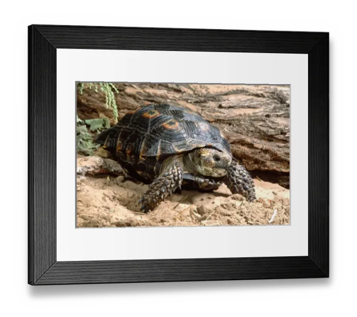 Framed Print : Berlandiers Tortoise Gopherus berlanderi Southern Texas Framed Print : Berlandiers Tortoise Gopherus berlanderi Southern Texas