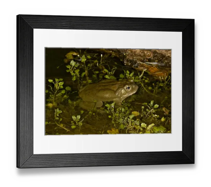 Framed Print : Colorado River Toad Bufo alvarius South Eastern Arizona Framed Print : Colorado River Toad Bufo alvarius South Eastern Arizona