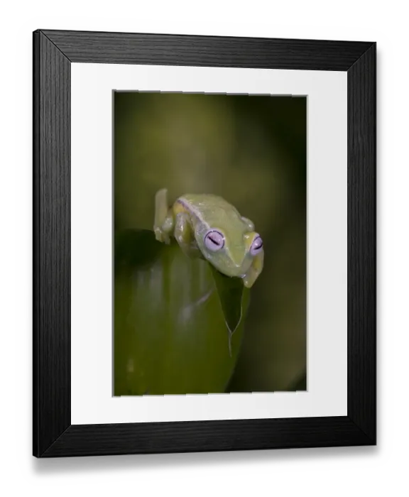 Framed Print : African Glass Frog Hyperolius viridiflavus Native to East and Southern Africa Framed Print : African Glass Frog Hyperolius viridiflavus Native to East and Southern Africa
