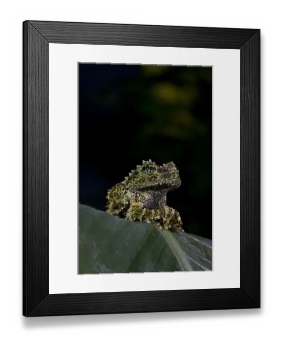 Framed Print : Mossy Treefrog Theloderma corticale Native to Vietnam