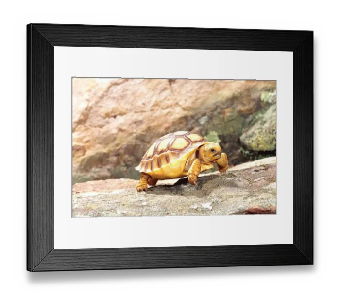 Framed Print : African Spur-thighed Tortoise Geochelone sulcata Native to Africa