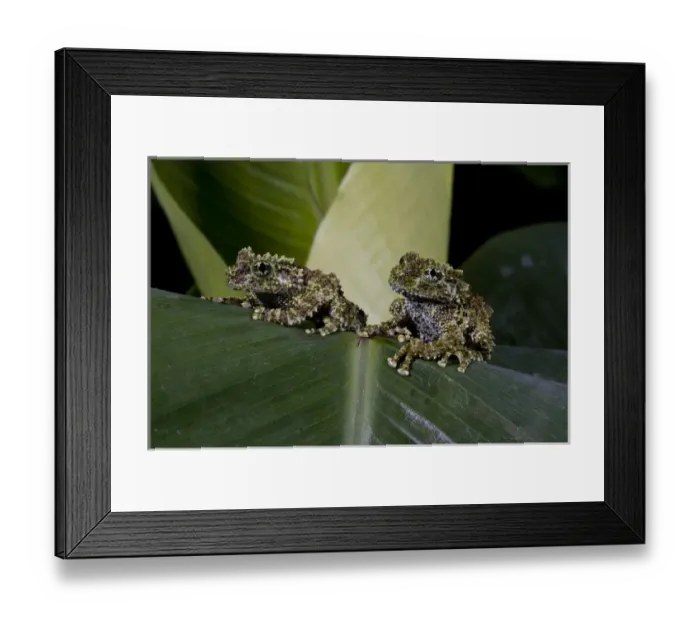 Framed Print : Mossy Treefrog Theloderma corticale Native to Vietnam Framed Print : Mossy Treefrog Theloderma corticale Native to Vietnam