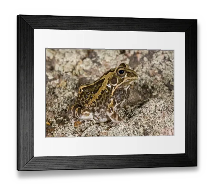 Framed Print : Ornate Frog Hildebrandtia ornata Native to South Africa Framed Print : Ornate Frog Hildebrandtia ornata Native to South Africa