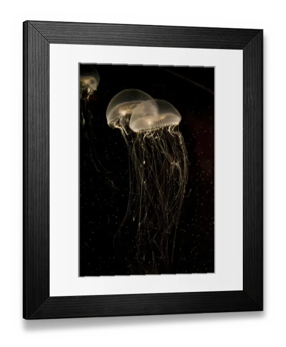 Framed Print : Crystal Jelly Fish Aequorea victoria Native to West Coast of North America Framed Print : Crystal Jelly Fish Aequorea victoria Native to West Coast of North America