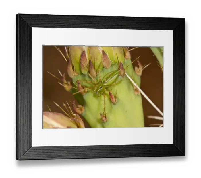 Framed Print : Green Lynx Spider Peucetia viridans South Eastern Arizona