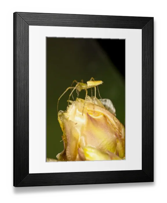 Framed Print : Green Lynx Spider Peucetia viridans South Eastern Arizona Framed Print : Green Lynx Spider Peucetia viridans South Eastern Arizona
