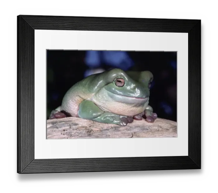 Framed Print : Whites Treefrog Litoria caerulea Native to Australia Framed Print : Whites Treefrog Litoria caerulea Native to Australia
