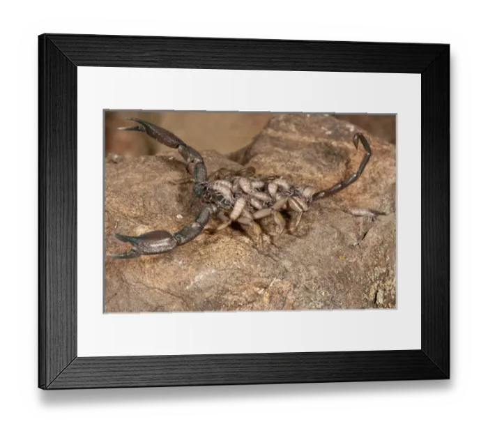 Framed Print : Flat Rock Scorpion Hadogenes paucidens Native to Africa Framed Print : Flat Rock Scorpion Hadogenes paucidens Native to Africa