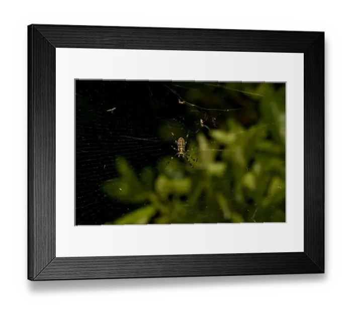 Framed Print : Cross Orb Spider Argiope sp. Sydney, Australia