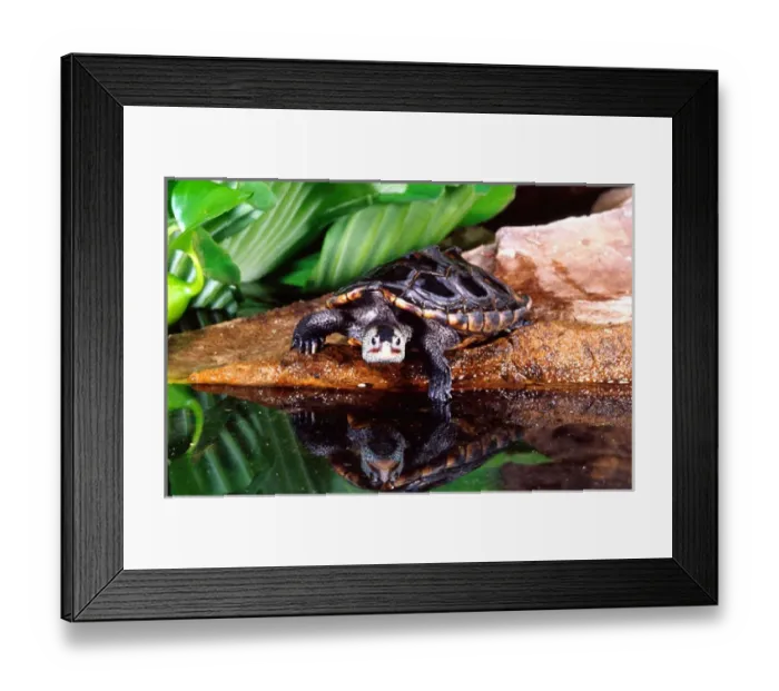 Framed Print : Diamondback Terrapin Malaclemys terrapin Native to Eastern Coasta US Framed Print : Diamondback Terrapin Malaclemys terrapin Native to Eastern Coasta US