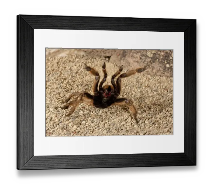 Framed Print : Horned Baboon Spider Ceratogyrus brachycephalus Native to Southern Africa Framed Print : Horned Baboon Spider Ceratogyrus brachycephalus Native to Southern Africa
