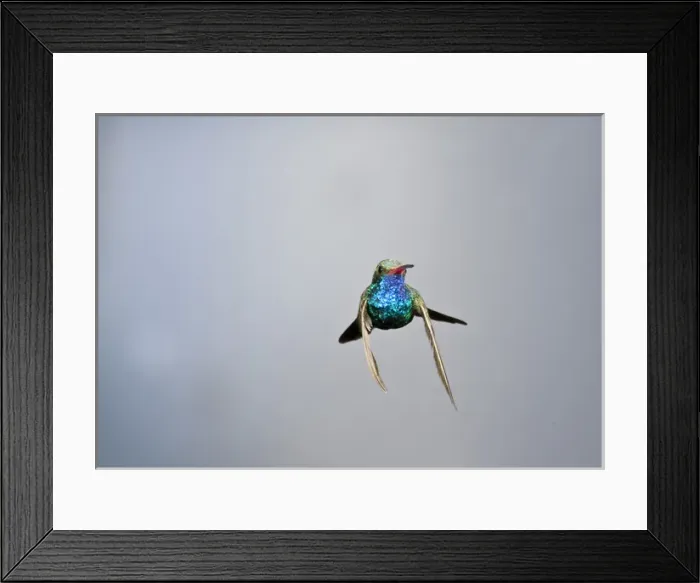 Framed Print : Male Broad Bill Hummingbird Cyanthus latirostris Southern Arizona