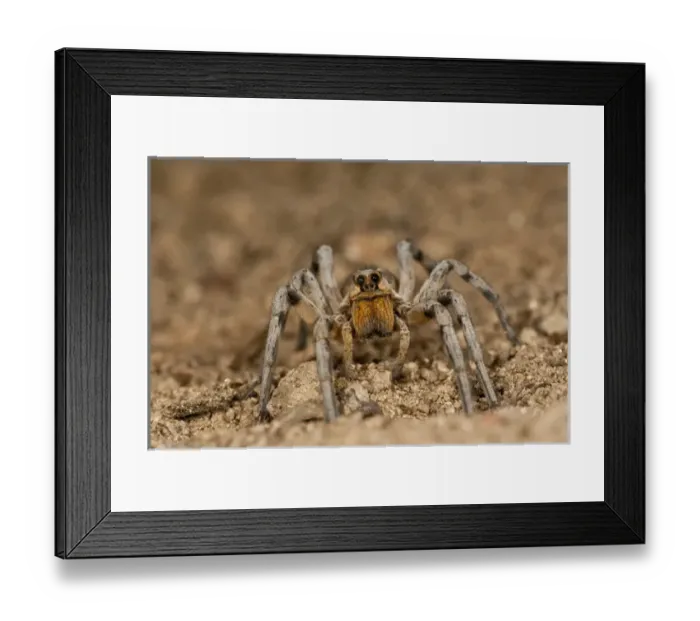 Framed Print : Burrowing Wolf Spider Geolycosa sp. Southern Arizona Framed Print : Burrowing Wolf Spider Geolycosa sp. Southern Arizona
