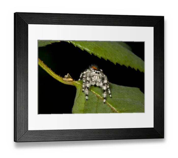 Framed Print : Jumping Spider Metaphidippus sp. Southern California Framed Print : Jumping Spider Metaphidippus sp. Southern California