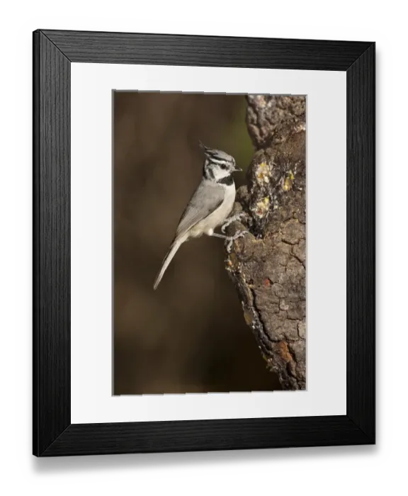 Framed Print : Bridled Titmouse Parus wollweberi South Eastern Arizona