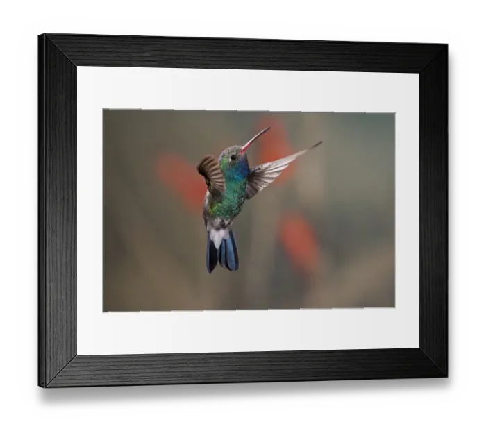 Framed Print : Broad-Billed Hummingbird Cynanthus latirostris Southern Arizona Framed Print : Broad-Billed Hummingbird Cynanthus latirostris Southern Arizona