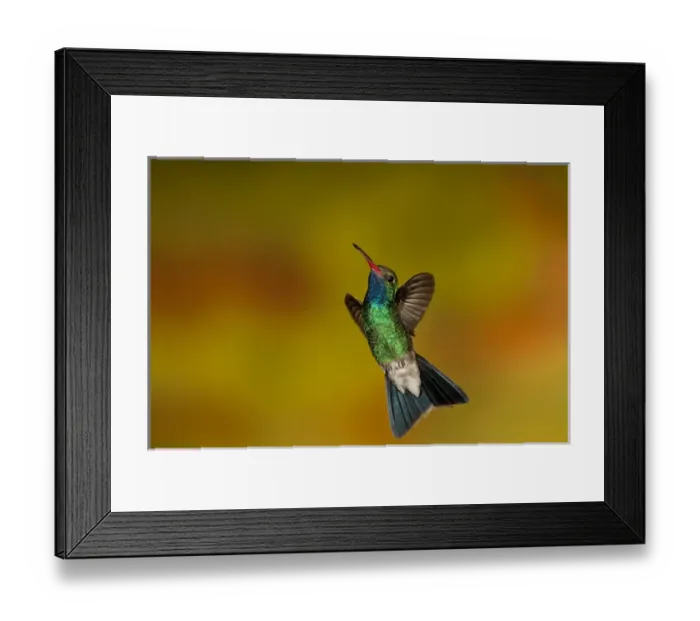 Framed Print : Broad-Billed Hummingbird Cynanthus latirostris Southern Arizona