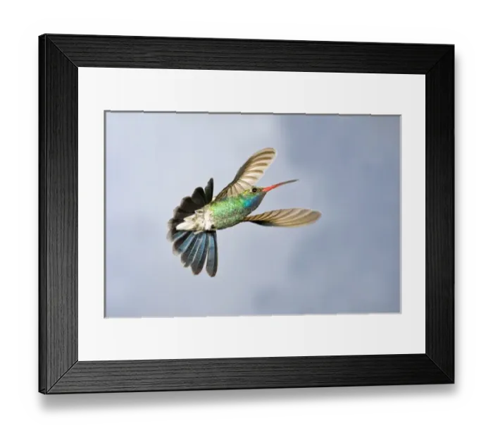 Framed Print : Male Broad Bill Hummingbird Cyanthus latirostris Southern Arizona Framed Print : Male Broad Bill Hummingbird Cyanthus latirostris Southern Arizona