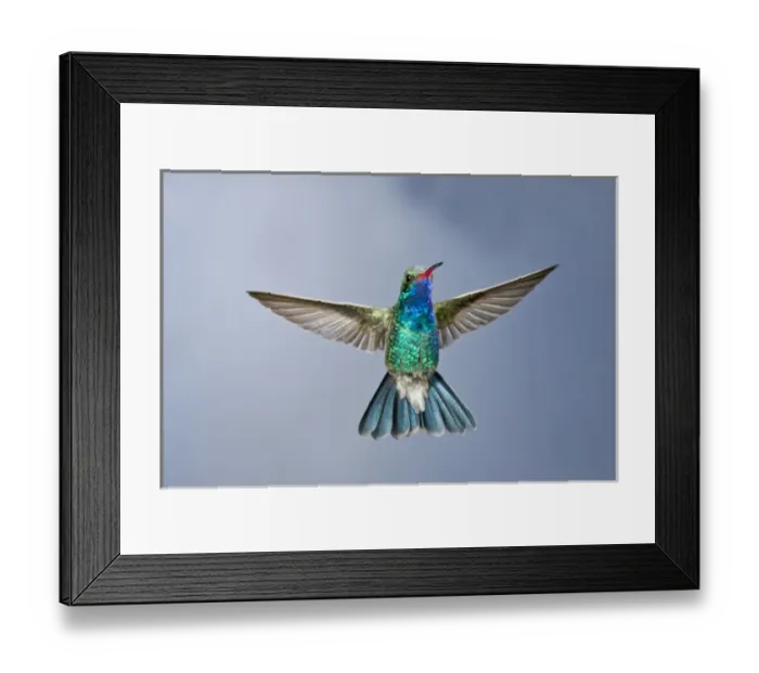 Framed Print : Male Broad Bill Hummingbird Cyanthus latirostris Southern Arizona Framed Print : Male Broad Bill Hummingbird Cyanthus latirostris Southern Arizona
