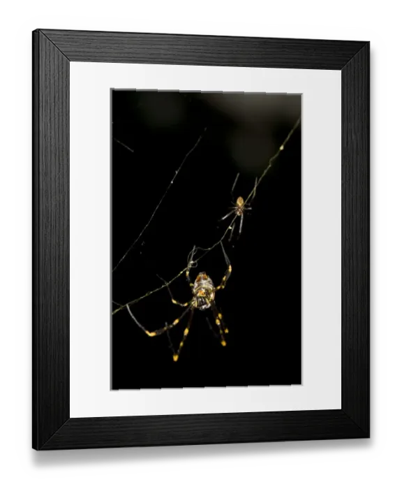 Framed Print : Cross Orb Spider Argiope sp. Sydney, Australia Framed Print : Cross Orb Spider Argiope sp. Sydney, Australia