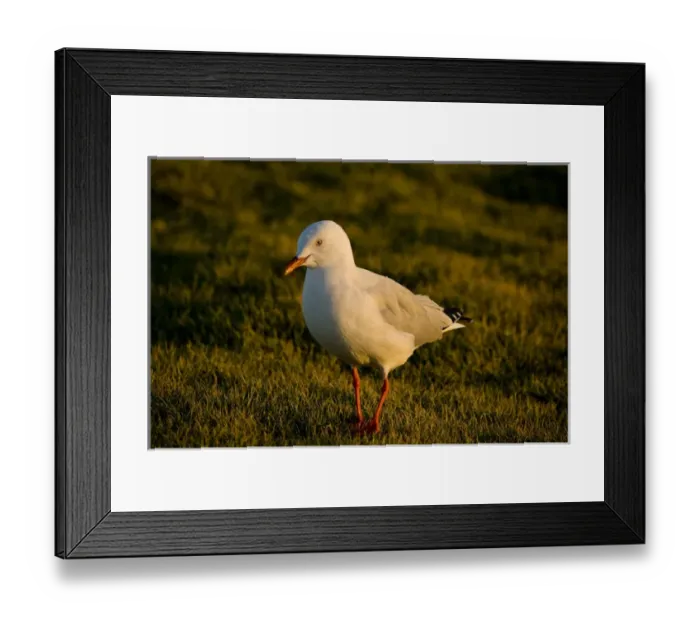 Framed Print : Silver Gull Larus novaehollandiae Eastern Coastal Australia