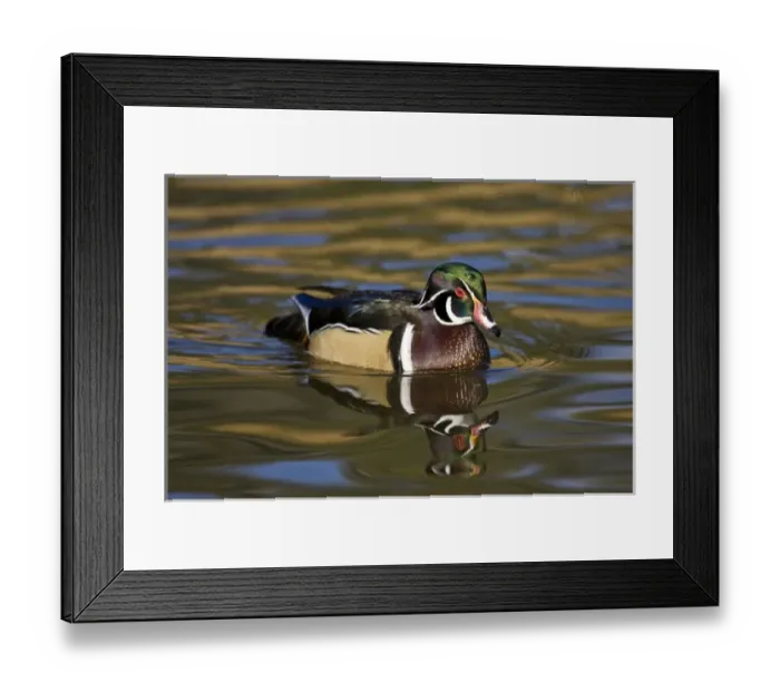 Framed Print : Wood Duck Aix sponsa Santee Lakes, Southern California Framed Print : Wood Duck Aix sponsa Santee Lakes, Southern California