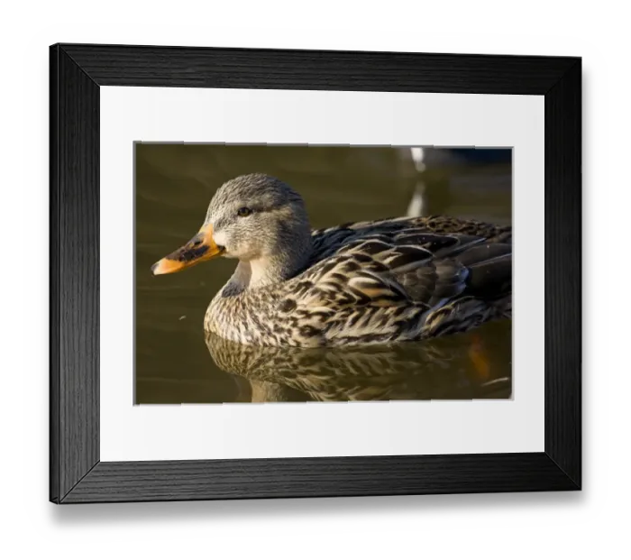 Framed Print : Mallard Duck Anas platyrhynchos Santee Lakes, Southern California