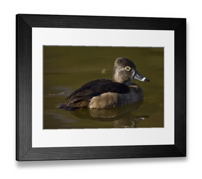 Framed Print : Ring-necked Duck Aythya collaris Santee Lakes, Southern California Framed Print : Ring-necked Duck Aythya collaris Santee Lakes, Southern California