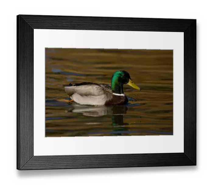 Framed Print : Mallard Duck Anas platyrhynchos Santee Lakes, Southern California Framed Print : Mallard Duck Anas platyrhynchos Santee Lakes, Southern California